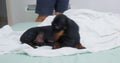 Dachshund plays on bed and enjoys careness from owner