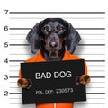 Dachshund police mugshot Royalty Free Stock Photo