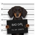 Dachshund police mugshot