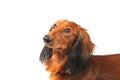 Dachshund portrait Royalty Free Stock Photo