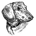 Dachshund portrait vector hand drawing illustration