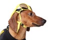 Dachshund portrait in yellow sunglasses Royalty Free Stock Photo