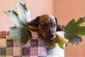 Dachshund pup in a checkered basket with maple leaves