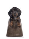 Dachshund pup on white background