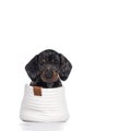 Dachshund pup on white background