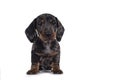 Dachshund pup on white background