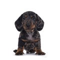Dachshund pup on white background