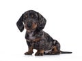 Dachshund pup on white background