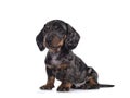 Dachshund pup on white background