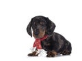 Dachshund pup on white background