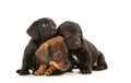 Dachshund puppies Royalty Free Stock Photo