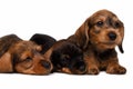 Dachshund puppies