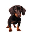 Dachshund puppy Royalty Free Stock Photo