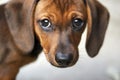 Dachshund puppy Royalty Free Stock Photo
