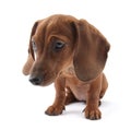 Dachshund puppy, 3 months old Royalty Free Stock Photo