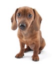 Dachshund puppy, 3 months old Royalty Free Stock Photo