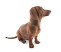 Dachshund puppy, 3 months old Royalty Free Stock Photo