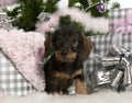 Dachshund puppy, 3 months old, sitting Royalty Free Stock Photo