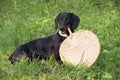 Dachshund puppy, 7 months old Royalty Free Stock Photo