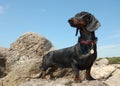 Dachshund puppy, 9 months old, on stone Royalty Free Stock Photo