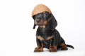 Dachshund puppy baby dog in studio quality coconut