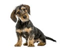 Dachshund puppy bending head, 4 months old, isolated Royalty Free Stock Photo