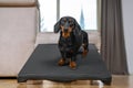 A dachshund puppy, black and tan, sits on a special ramp for dog with long spine and short paws to prevent traumas at