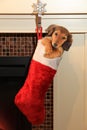Dachshund puppy in christmas stocking. Royalty Free Stock Photo