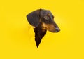 Dachshund puppy dog through a hole looking head side on a yellow torn paper background