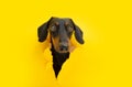 Dachshund puppy dog through a hole with serious expression on a yellow torn paper background