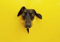 Dachshund puppy dog through a hole on a yellow torn paper background