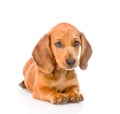 Dachshund puppy dog lying in front view. isolated on white background Royalty Free Stock Photo
