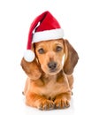 Dachshund puppy dog in red christmas hat. isolated on white background Royalty Free Stock Photo