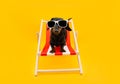 Dachshund puppy dog on summer vacations stitting on beach chair. Isolated on yellow background Royalty Free Stock Photo