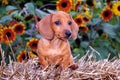 Dachshund Puppy Dog & Sunflowers