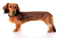 Dachshund puppy Royalty Free Stock Photo