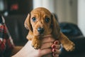 Dachshund puppy in hands of its owner Royalty Free Stock Photo