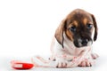 Dachshund Puppy Home tools studio quality Royalty Free Stock Photo