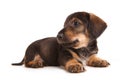 Dachshund Royalty Free Stock Photo