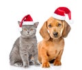 Dachshund puppy and kitten in red christmas hats together. isolated on white background Royalty Free Stock Photo