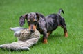 Dachshund puppy knowns as badger dog play with toy