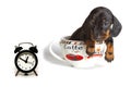 The Dachshund puppy in a large Cup of coffee looks at the clock isolated on a white background