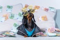 Dachshund puppy in leather jacket, dollar glasses sits littered with euro bills Royalty Free Stock Photo