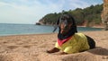 Dachshund puppy lies resting on ocean beach on sunny day