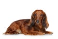 Dachshund puppy lying on a white background