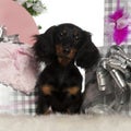 Dachshund puppy, 4 months old Royalty Free Stock Photo