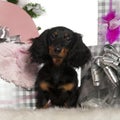 Dachshund puppy, 4 months old Royalty Free Stock Photo