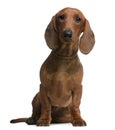 Dachshund puppy, 6 months old Royalty Free Stock Photo