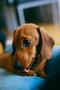 Dachshund Puppy