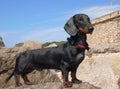 Dachshund puppy, 9 months old, on stone Royalty Free Stock Photo